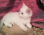 Кошки в Москве: Котята Британской серебристой Шиншиллы Мальчик, Бесплатно - фото 2