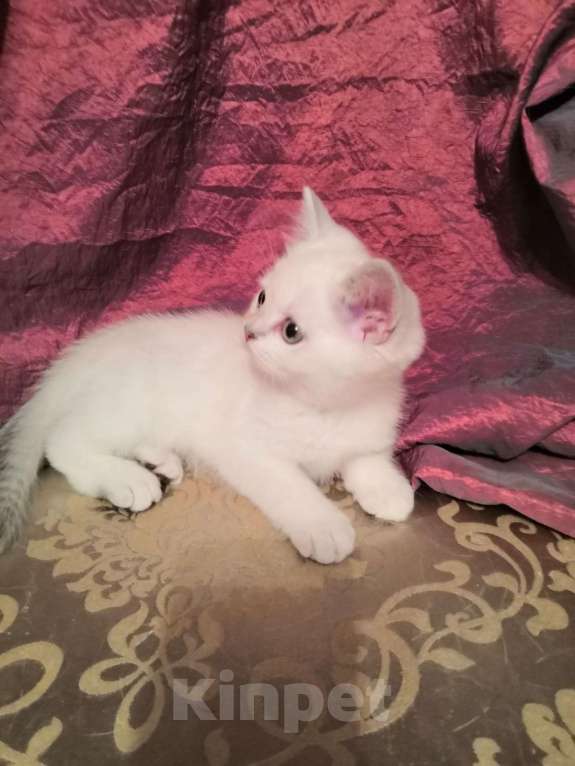 Кошки в Москве: Котята Британской серебристой Шиншиллы Мальчик, Бесплатно - фото 2