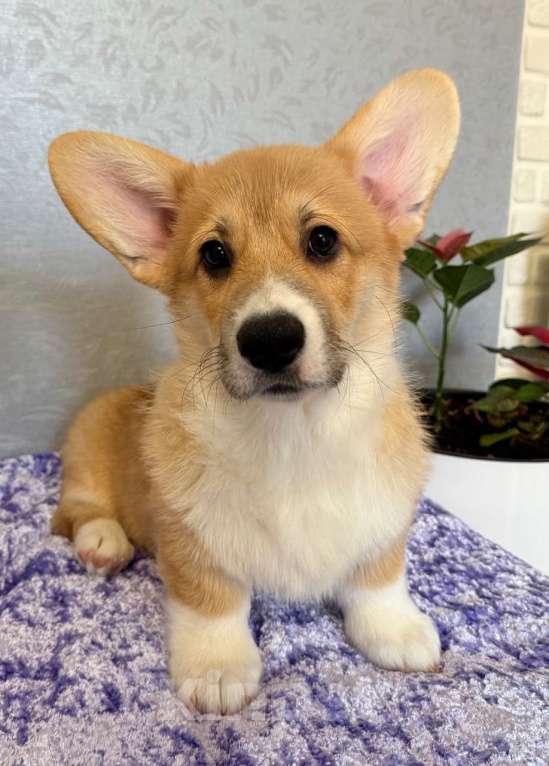 Собаки в Зеленоградске: Щенки корги в продаже Мальчик, Бесплатно - фото 1