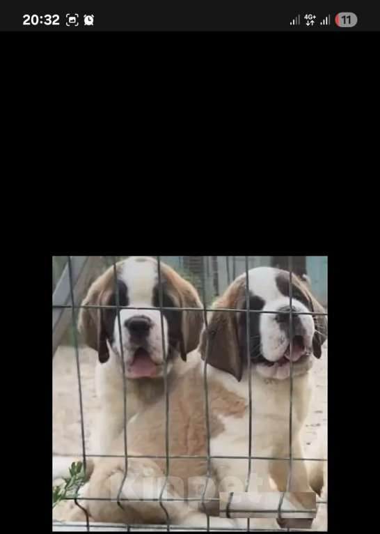 Собаки в Тамбове: Бетховен Мальчик, 75 000 руб. - фото 1