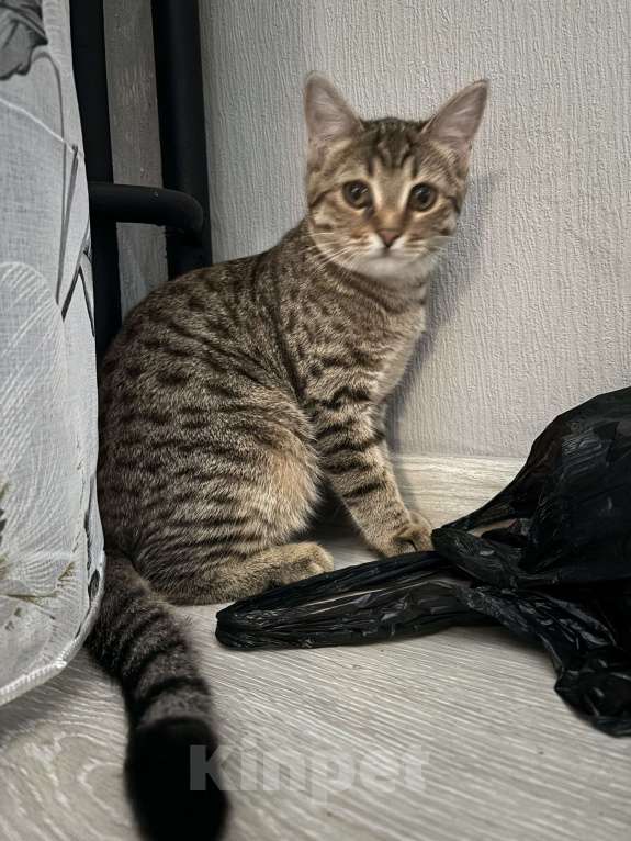 Кошки в других городах Челябинской области: Умная, добрая, ласковая кошечка 5 месяцев. Не пакостит. Срочно. У ребенка аллергия🙏 Девочка, Бесплатно - фото 2