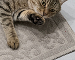 Кошки в Каспийске: Котик Тигра ищет дом Мальчик, Бесплатно - фото 2