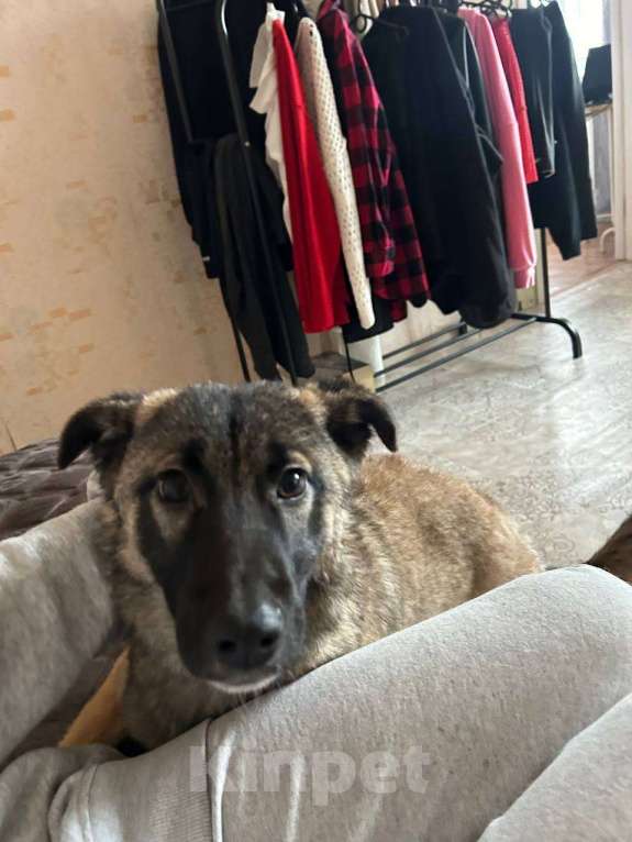 Собаки в Казани: Отдам в добрые руки Ласковую Собачку  Девочка, Бесплатно - фото 3