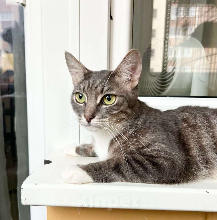 Кошки в Москве: Изящная полосатая кошечка Шурочка ищет дом, в добрые руки  Девочка, Бесплатно - фото 6