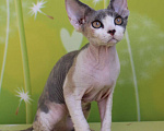 Кошки в Люберцах: Девочка девон-рекс  Девочка, 65 000 руб. - фото 2