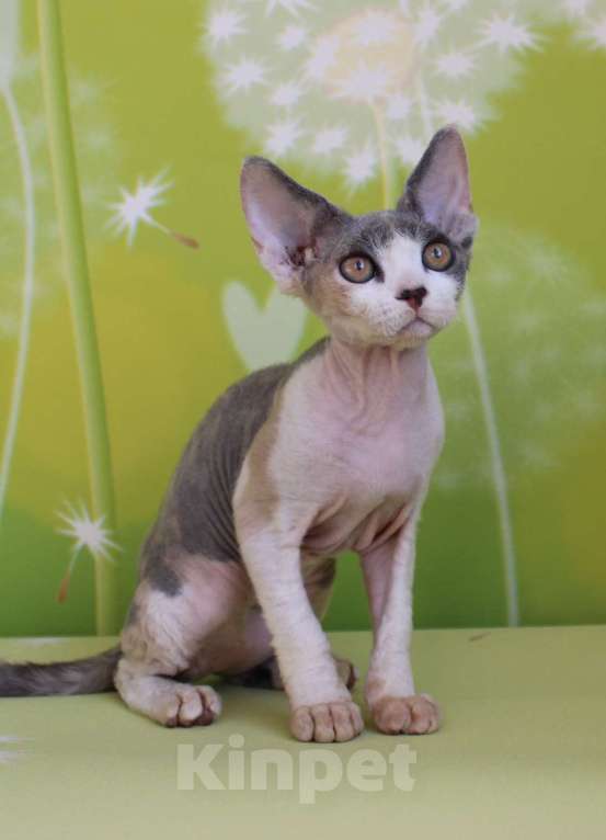 Кошки в Люберцах: Девочка девон-рекс  Девочка, 65 000 руб. - фото 2