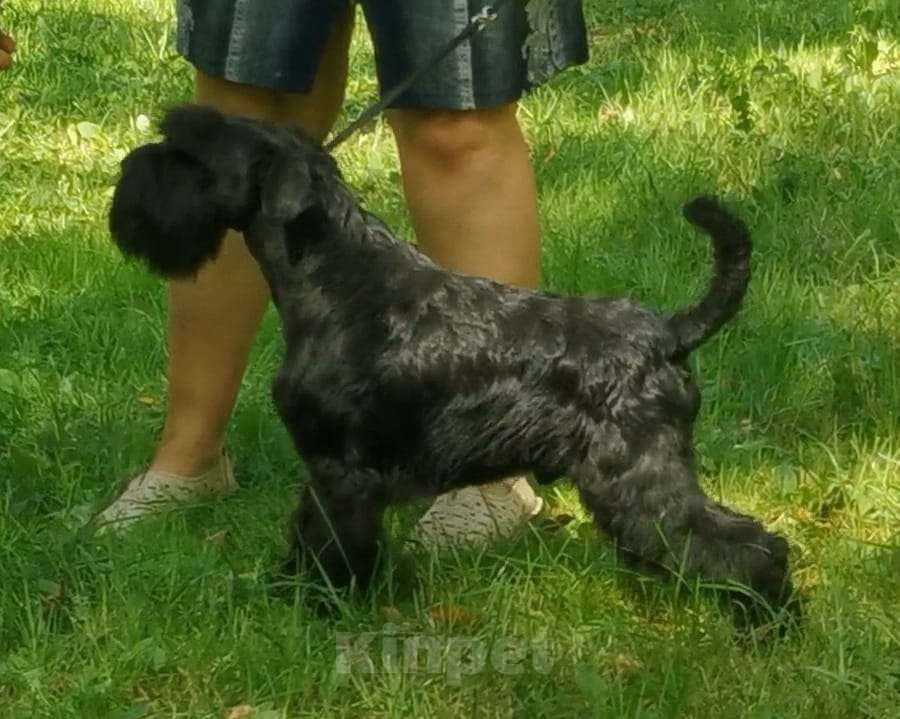Собаки в Калуге: цвергшнауцер Мальчик, 70 000 руб. - фото 2