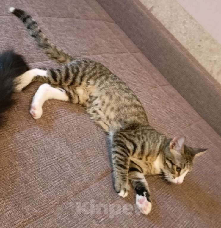 Кошки в Москве: Кошка-подросток Девочка, Бесплатно - фото 8