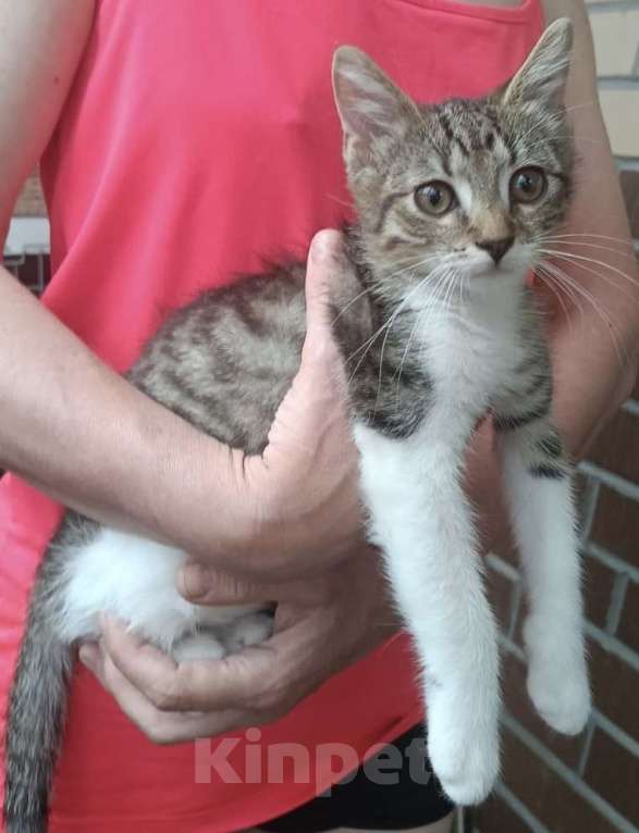 Кошки в Мурином: Милый котенок Капо- ищет хозяина Мальчик, 10 руб. - фото 2