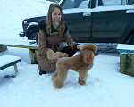 Собаки в Петрозаводске: Пудель миниатюрный. Вязка кобель Мальчик, 1 000 руб. - фото 1