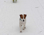 Собаки в Москве: Вязка Джек Рассел, 2 000 руб. - фото 3