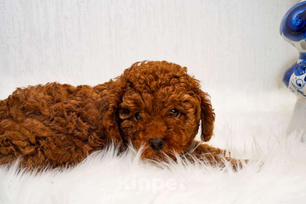 Собаки в Москве: Мальчик той пуделя Мальчик, 70 000 руб. - фото 4