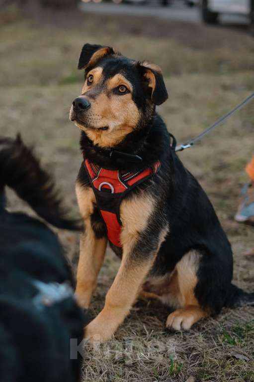 Собаки в Санкт-Петербурге: Гарри из приюта в добрые руки Мальчик, Бесплатно - фото 3