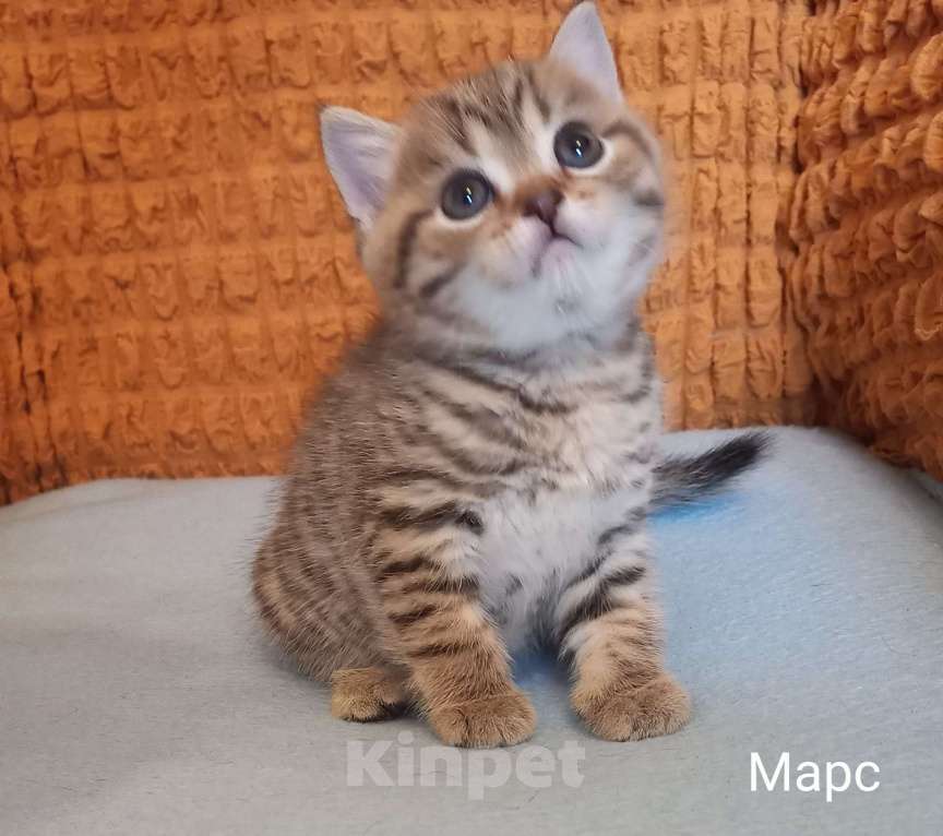 Кошки в Москве: Шотландский котёнок Мальчик, 15 000 руб. - фото 1