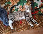 Кошки в Москве: Котёнок в добрые руки Девочка, Бесплатно - фото 5