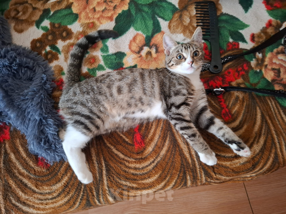 Кошки в Москве: Котёнок в добрые руки Девочка, Бесплатно - фото 5