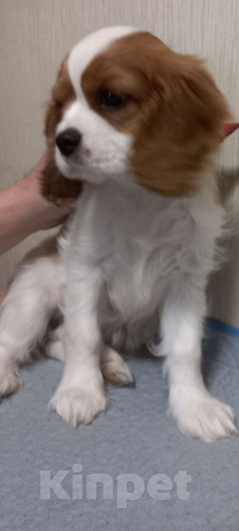 Собаки в Москве: Продам щенка кавалера Девочка, 70 000 руб. - фото 2