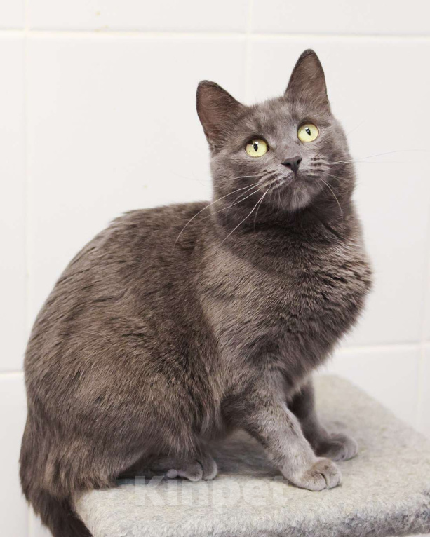 Кошки в Москве: Красавица с непростой судьбой Девочка, Бесплатно - фото 4