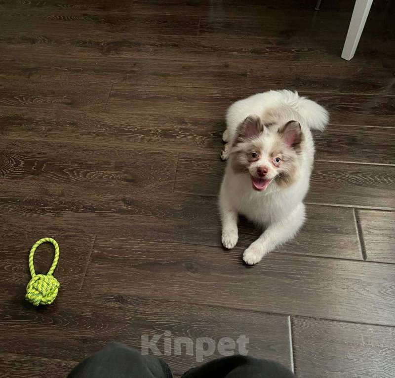 Собаки в Москве: Немецкий шпиц Мальчик, 25 000 руб. - фото 3