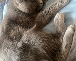 Кошки в Санкт-Петербурге: Кот в добрые руки Мальчик, Бесплатно - фото 4