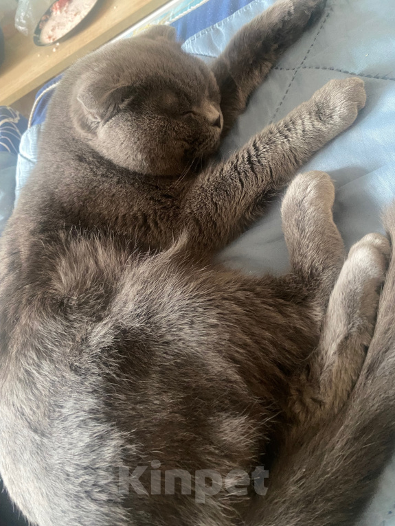Кошки в Санкт-Петербурге: Кот в добрые руки Мальчик, Бесплатно - фото 4