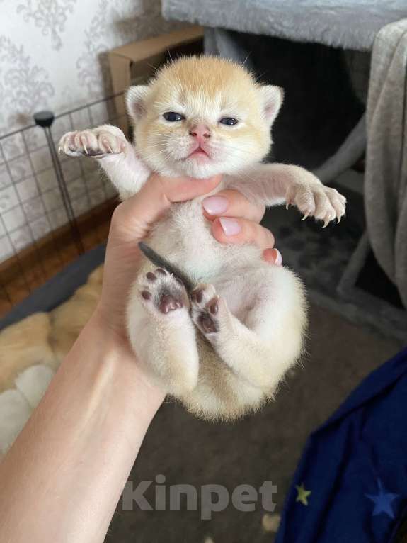 Кошки в Старом Осколе: Шотландский котик Мальчик, Бесплатно - фото 2