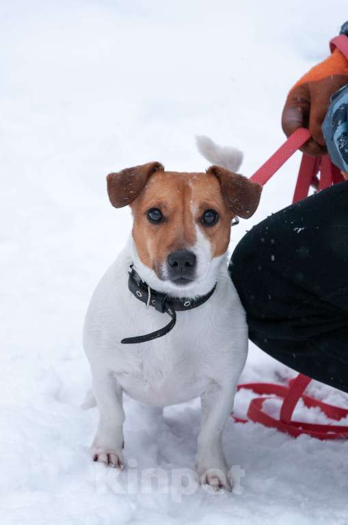 Собаки в Ногинске: Майло ждет свою семью в приюте Мальчик, Бесплатно - фото 5
