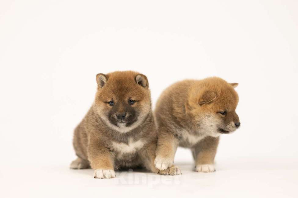 Собаки в Новосибирске: Щенки Сиба Ину Мальчик, Бесплатно - фото 5