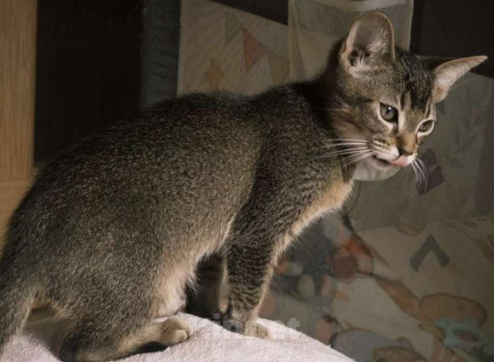 Кошки в Москве: Абисинские котенок метис Мальчик, 6 000 руб. - фото 2