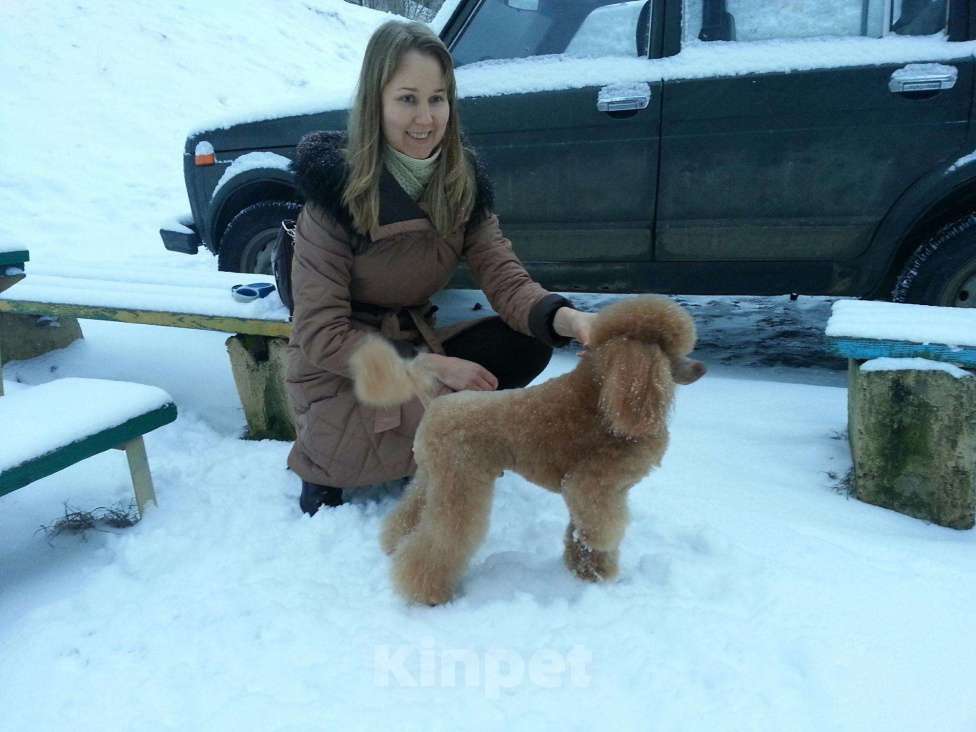 Собаки в Петрозаводске: Пудель миниатюрный. Вязка кобель Мальчик, 1 000 руб. - фото 1