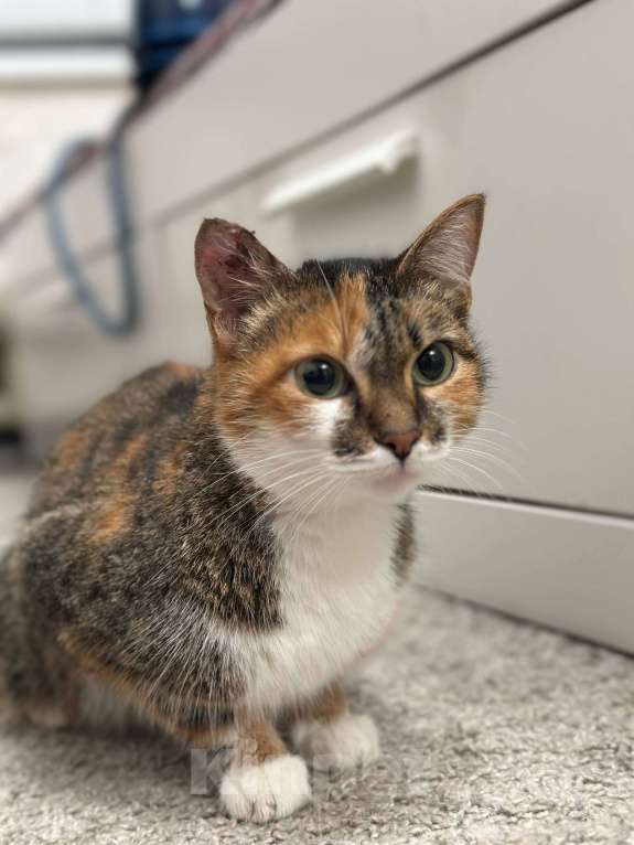 Кошки в Омске: Отдам кошку в добрые руки. Очень прошу помочь. Девочка, Бесплатно - фото 1