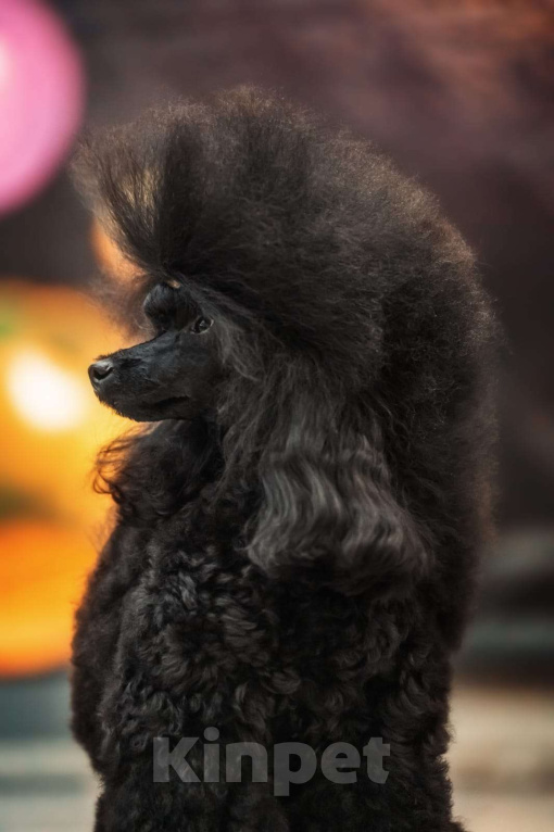 Собаки в Геленджике: Той пудель коричневый мальчик Мальчик, 99 999 руб. - фото 5