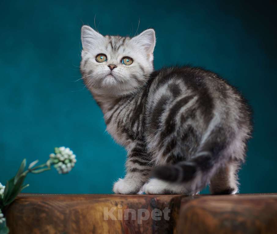 Кошки в Барнауле: Кошечка - страйт Тринити🧡 Девочка, Бесплатно - фото 4