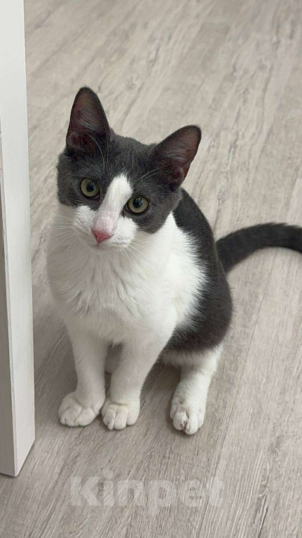 Кошки в Санкт-Петербурге: Котенок Томас ищет дом Мальчик, Бесплатно - фото 10