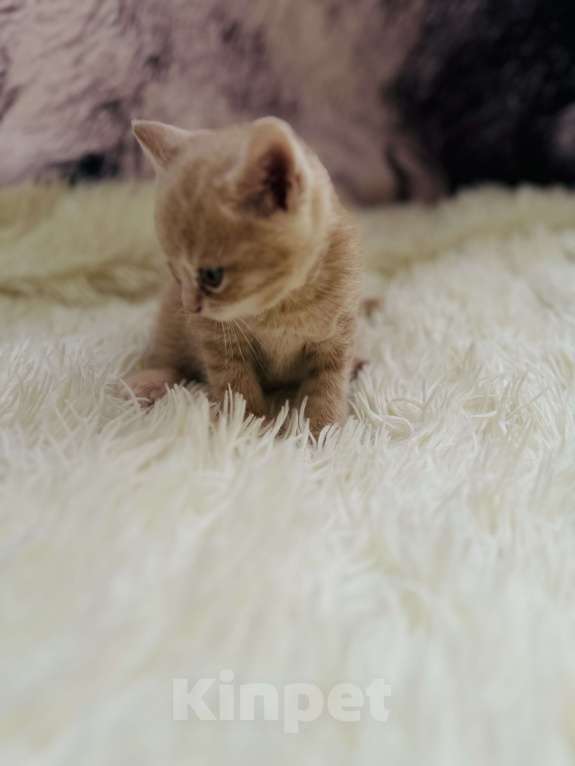 Кошки в Санкт-Петербурге: Шотландские котята продажа Мальчик, 15 000 руб. - фото 3