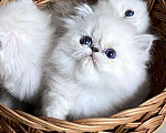 Кошки в Лобне: Котенок Шиншилла поинт с синими глазами Мальчик, 45 000 руб. - фото 1