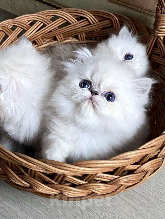 Кошки в Лобне: Котенок Шиншилла поинт с синими глазами Мальчик, 45 000 руб. - фото 1