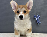 Собаки в Кургане: Щенок вельш корги пемброк, кобель Мальчик, 40 000 руб. - фото 1