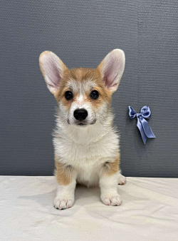 Щенок вельш корги пемброк, кобель