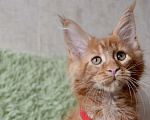 Кошки в Иркутске: Котята мейн-кун. Красного окраса Мальчик, 30 000 руб. - фото 1