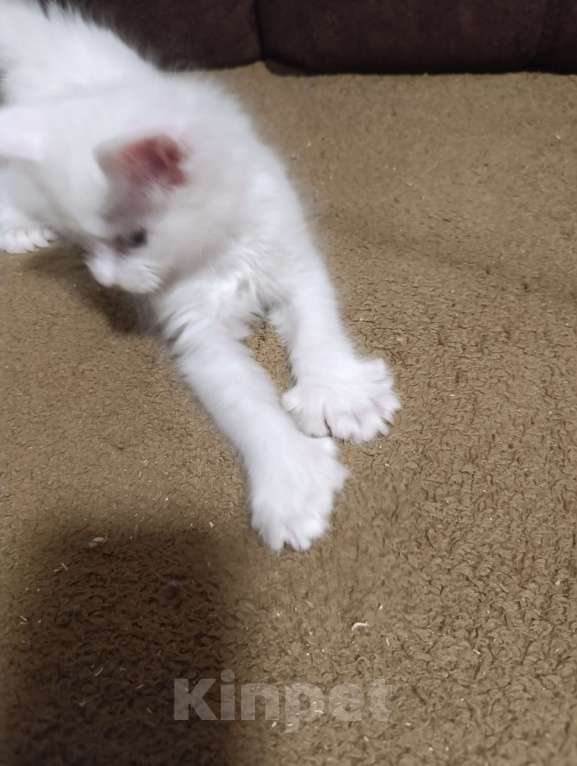 Кошки в Москве: Белый мальчик полидакт жёлтые глаза Мальчик, 40 000 руб. - фото 4