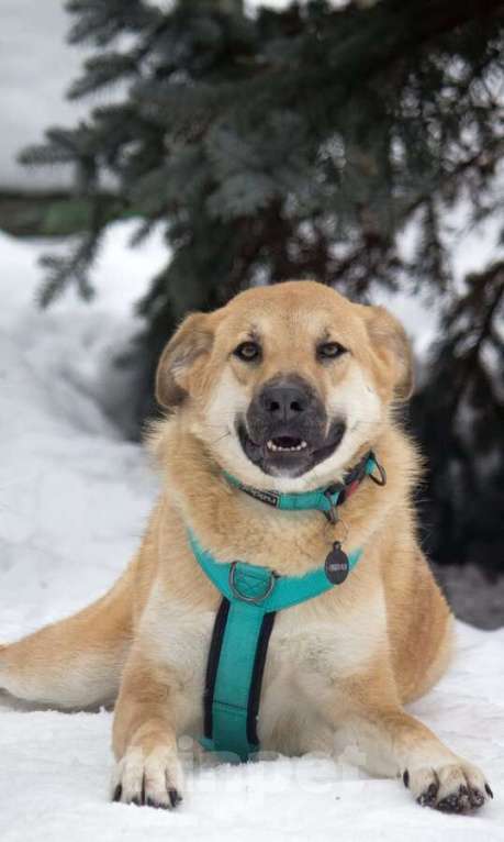 Собаки в Москве: Чудесная Барабулька ищет дом и любящую семью! Девочка, Бесплатно - фото 6
