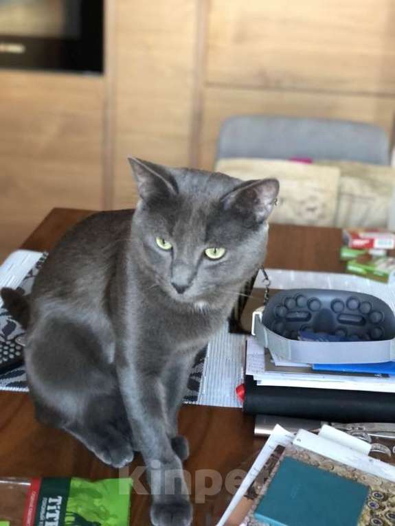 Кошки в Москве: Крупный русский голубой красавец кот Алекс в добрые руки Мальчик, Бесплатно - фото 3