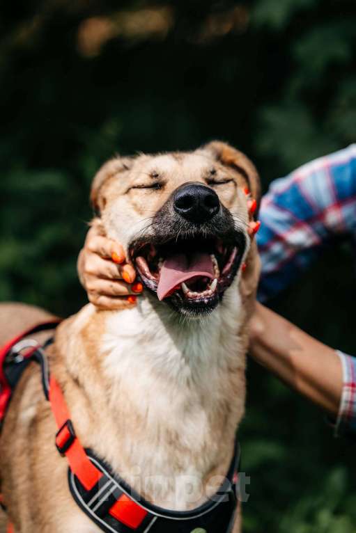Собаки в Москве: Лайма - концентрат любви и нежности, ищет дом! Девочка, Бесплатно - фото 2