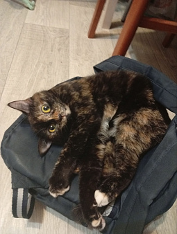 ПОТЕРЯНА КОШКА НА БЫСТРИНКЕ