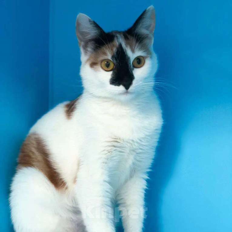 Кошки в Москве: Спасиье ласковую кошечку! Девочка, Бесплатно - фото 5