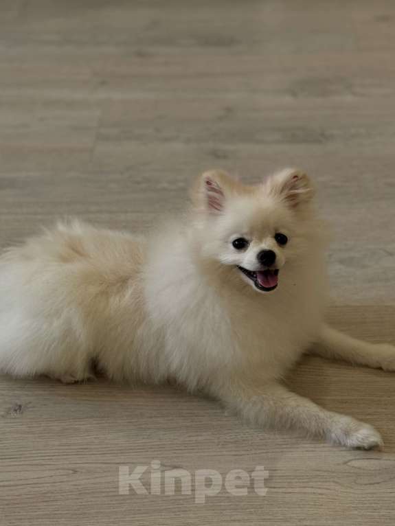 Собаки в Перми: Померанский шпиц, девочка Девочка, 25 000 руб. - фото 3