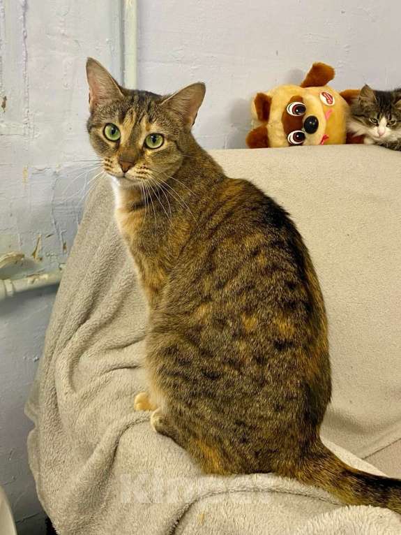 Кошки в Санкт-Петербурге: Кошка в добрые руки Девочка, Бесплатно - фото 3