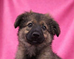 Собаки в Москве: Щенок девочка Шери в поисках дома Девочка, Бесплатно - фото 3