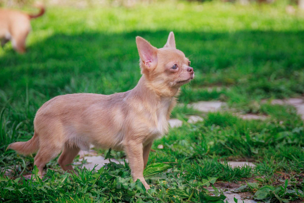 Собаки в Москве: Мальчик микро размера Мальчик, 27 000 руб. - фото 5